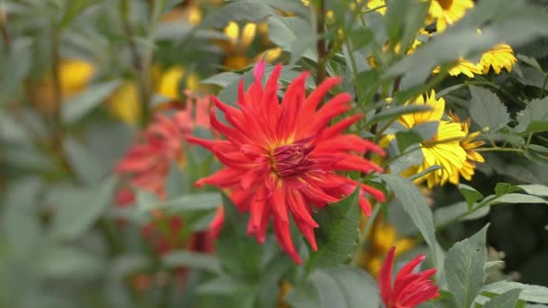 Dálias Flores Vermelhas Outono Férias Primeiro Setembro Foco Seletivo Suave — Vídeo de Stock