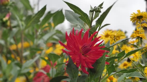 Φθινοπωρινά Κόκκινα Λουλούδια Ντάλιες Διακοπές Την Σεπτεμβρίου Μαλακή Επιλεκτική Εστίαση — Αρχείο Βίντεο
