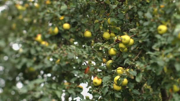 リンゴの枝のある私有の家リンゴの木 秋の収穫について 柔らかい選択的な焦点 ビデオクリップ — ストック動画