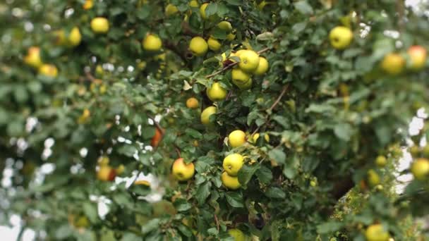 Privat Hus Äppelträd Med Äppelträd Höstskörd Mjukt Selektivt Fokus Videoklipp — Stockvideo