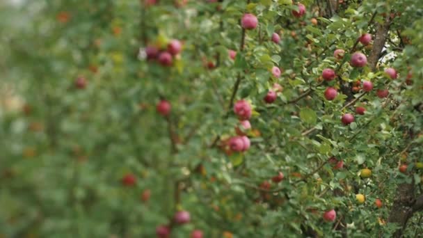 Elma Dallı Özel Elma Ağaçları Sonbahar Hasadı Yumuşak Seçici Odaklanma — Stok video