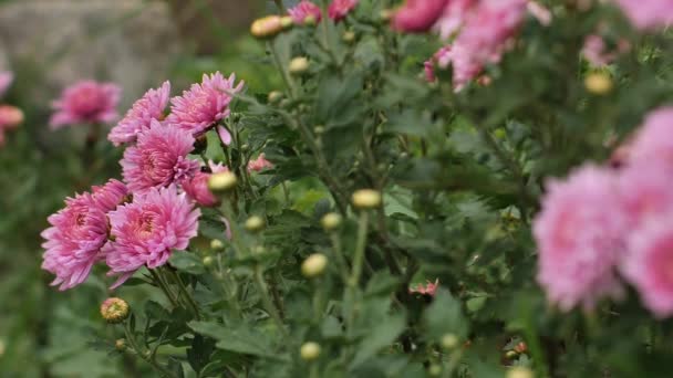 Herrliche Herbstblumen Chrysanthemen Blühen Bis Die Kälte Wind Weht Videos — Stockvideo