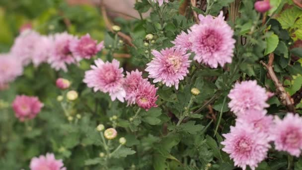Nádherné Podzimní Květiny Chryzantémy Kvetou Dokud Větru Nezavane Chlad Videa — Stock video