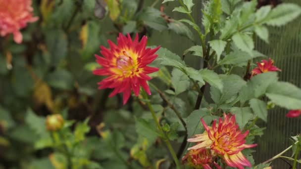Dálias Flores Vermelhas Outono Férias Primeiro Setembro Foco Seletivo Suave — Vídeo de Stock