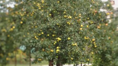 Sonbahar elmaları elma ağacında sallanır. Kış stokları için sonbahar hasadı. Video klipler. Yumuşak seçici odak.