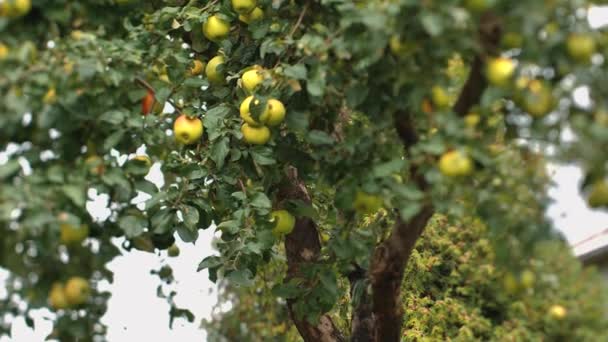 リンゴの木でリンゴが泳いでいる 冬株のための秋の収穫 ビデオクリップ ソフトセレクティブフォーカス — ストック動画