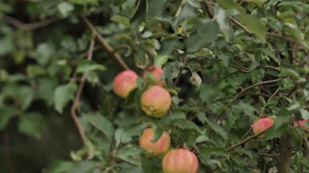 秋天的苹果在苹果树上摇曳 冬季储存的秋季收获 视频剪辑 软性选择性重点 — 图库视频影像