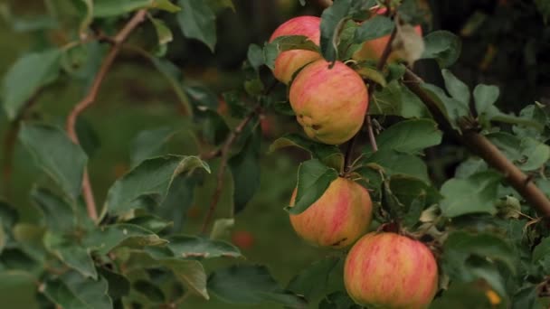 Las Manzanas Otoño Oscilan Manzano Cosecha Otoño Para Las Existencias — Vídeos de Stock