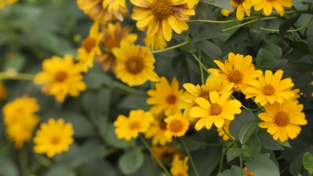 Nádherný Podzimní Květinový Žlutý Květ Pohybuje Větru Videoklipy Měkké Selektivní — Stock video