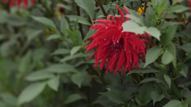Musim Gugur Bunga Merah Dahlia Liburan Pada Tanggal September Fokus — Stok Video