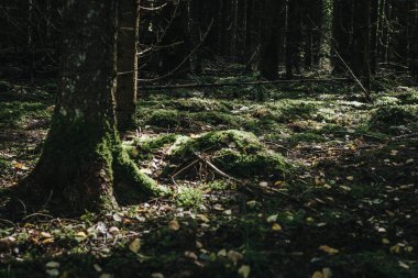Spruce Ormanı. Karanlık, tehlikeli cadı ormanı. Yumuşak seçici odak.
