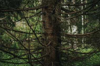Spruce Ormanı. Karanlık, tehlikeli cadı ormanı. Yumuşak seçici odak.