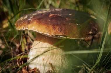 Baravik karışık ağaç ormanında. Sonbahar geldi. Yumuşak seçici odak.