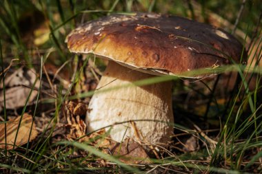 Baravik karışık ağaç ormanında. Sonbahar geldi. Yumuşak seçici odak.