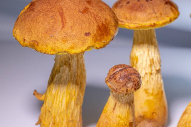 Boletus kök gagası, kahverengi başlık ve sarı saplı. Beyaz arka plan. Yumuşak seçici odak.