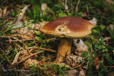 Baravik karışık ağaç ormanında. Sonbahar geldi. Yumuşak seçici odak.