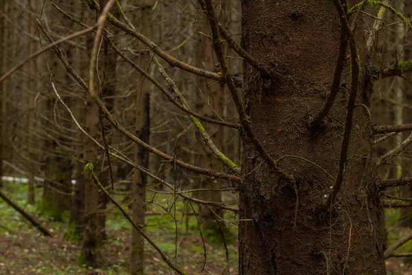 Spruce Ormanı Karanlık Tehlikeli Cadı Ormanı Yumuşak Seçici Odak — Stok fotoğraf