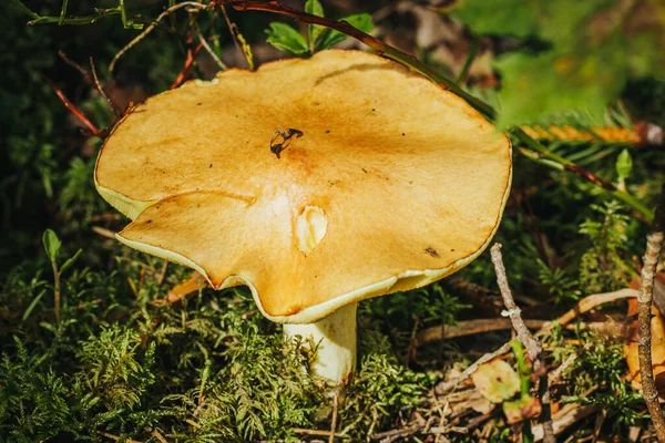 Baravik Floresta Árvores Mistas Hora Outono Foco Seletivo Suave — Fotografia de Stock