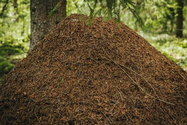 Formigueiro Floresta Casa Das Formigas Foco Seletivo Suave — Fotografia de Stock