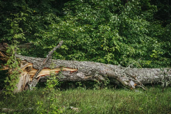 Uma Árvore Uma Árvore Seca Derrubada Floresta Foco Seletivo Suave — Fotografia de Stock