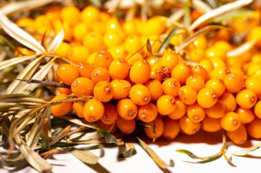 Parlak ve taze böğürtlenler - deniz dikenleri. Lezzetli ve sağlıklı meyveler organik diyet meyveleri besler. Sağlıklı beslenme ve refah için parlak renklerle sulu meyveler. Beyaz arkaplan.