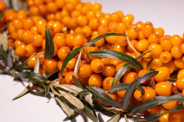 Parlak ve taze böğürtlenler - deniz dikenleri. Lezzetli ve sağlıklı meyveler organik diyet meyveleri besler. Sağlıklı beslenme ve refah için parlak renklerle sulu meyveler. Beyaz arkaplan.