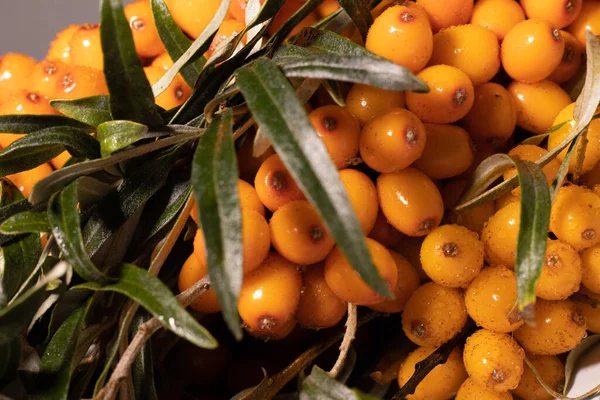 Taze, sulu ve organik deniz dikenli sarı meyveler. Sağlıklı beslenmeyi teşvik eden canlı organik böğürtlenlere yakın çekim. Sarı böğürtlen ve su damlaları..
