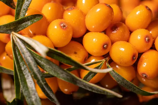 Taze, sulu ve organik deniz dikenli sarı meyveler. Sağlıklı beslenmeyi teşvik eden canlı organik böğürtlenlere yakın çekim. Sarı böğürtlen ve su damlaları..
