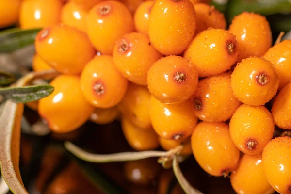 Taze, sulu ve organik deniz dikenli sarı meyveler. Sağlıklı beslenmeyi teşvik eden canlı organik böğürtlenlere yakın çekim. Sarı böğürtlen ve su damlaları..