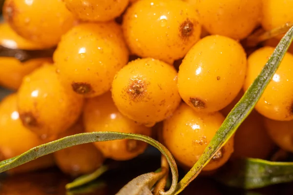 Berries - sea buckthorn. A delicious harvest of organic fruit cheeks in green. Yellow berries under organic farming conditions, showcasing fresh and nutritious produce.