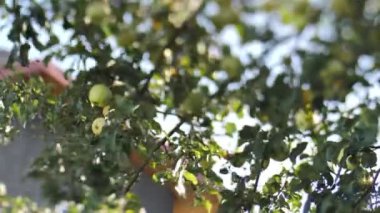 Sonbaharda, elmalar ağaç dallarından düşer. Dallar hareket ediyor, elma ağacını sallıyor. Yumuşak seçici odaklanma. Videolar.