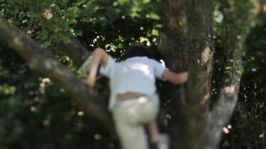 Sonbaharda, bir çocuk ağaç dallarındaki elmaları sallamak için bir elma ağacına tırmanır. Dallar hareket ediyor, elma ağacını sallıyor. Yumuşak seçici odaklanma. Video klipleri. 
