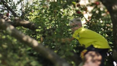 Sonbaharda, bir çocuk ağacın dallarından elma sallamak için bir elma ağacına tırmanır. Dallar hareket ediyor, elma ağacını sallıyor. Video klipleri.