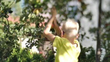 Sonbaharda, genç bir çocuk elleriyle bir ağacın dallarından elma toplar. Dallar hareket ediyor, elma ağacını sallıyor. Bir insan eli görülebilir. Yumuşak seçici odak.