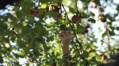 Sonbaharda insanlar ağaç dallarından elle elma toplarlar. Dallar hareket ediyor, elma ağacını sallıyor. Bir insan eli görülebilir. Yumuşak seçici odak.