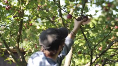 Sonbaharda, genç bir çocuk elleriyle bir ağacın dallarından elma toplar. Çocuğa bir maske takılır. Dallar hareket ediyor, elma ağacını sallıyor. Yumuşak seçici odak.
