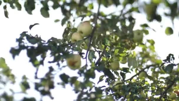 秋になると リンゴは木の枝から落ちます 枝が動き リンゴの木を揺さぶっている 柔らかい選択的な焦点 ビデオコンテンツ — ストック動画