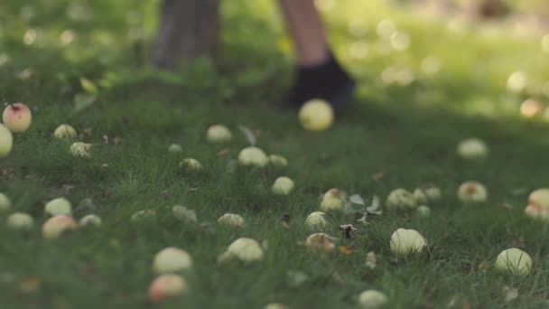 Ősszel Almákat Lerázzák Faágakról Mozognak Ágak Rázzák Almafát Emberi Lábak — Stock videók