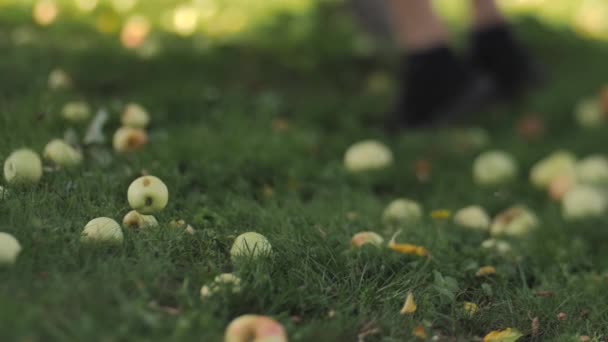 Jesienią Jabłka Wstrząśnięte Gałęzi Drzew Poruszają Się Gałęzie Trzęsąc Jabłonią — Wideo stockowe