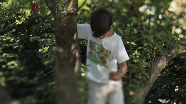 一个孩子爬上苹果树 从树枝上摇苹果 树枝在摇曳 摇动着苹果树 有选择性的软重点 视频剪辑 — 图库视频影像
