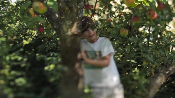 Herbst Klettert Ein Kind Auf Einen Apfelbaum Äpfel Von Ästen — Stockvideo