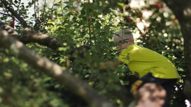 一个孩子爬上苹果树 从树枝上摇苹果 树枝在摇曳 摇动着苹果树 视频剪辑 — 图库视频影像