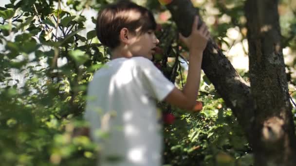 Herfst Klimt Een Kind Een Appelboom Appels Uit Boomtakken Schudden — Stockvideo