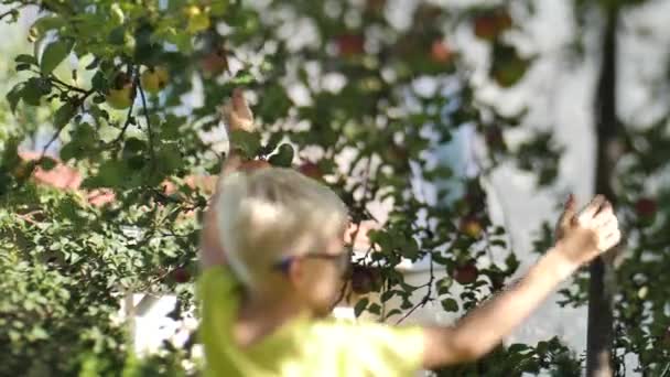Outono Menino Pega Maçãs Dos Galhos Uma Árvore Com Mãos — Vídeo de Stock