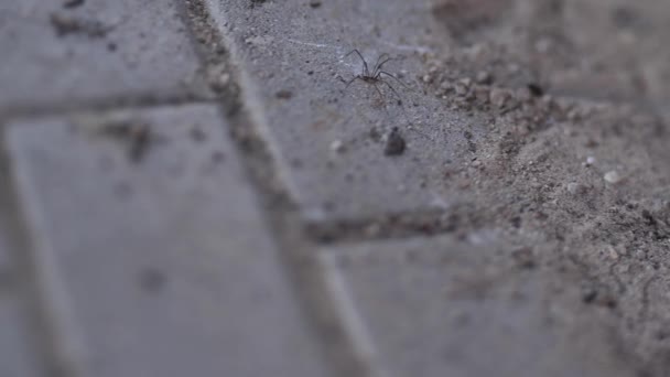 クモの昆虫が歩道を歩いている 柔らかい選択的な焦点 ビデオクリップ — ストック動画