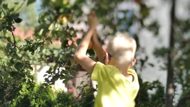 Outono Menino Pega Maçãs Dos Galhos Uma Árvore Com Mãos — Vídeo de Stock