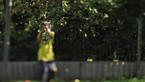 一个小男孩用手从树枝上摘苹果 树枝在摇曳 摇动着苹果树 人类的手是可见的 软性选择性重点 — 图库视频影像