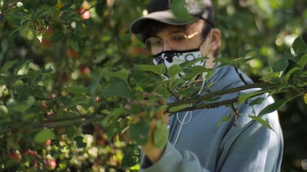 Восени Молодий Хлопчик Збирає Яблука Гілок Дерева Руками Маску Одягають — стокове відео