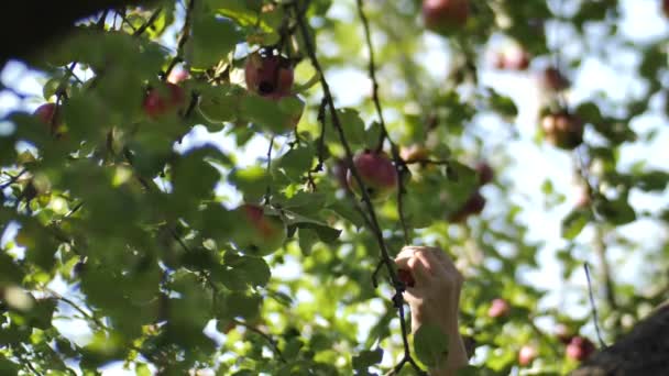 秋になると 人々は木の枝から手でリンゴを選ぶ 枝が動き リンゴの木を揺さぶっている 人間の手が見える ソフトセレクティブフォーカス — ストック動画