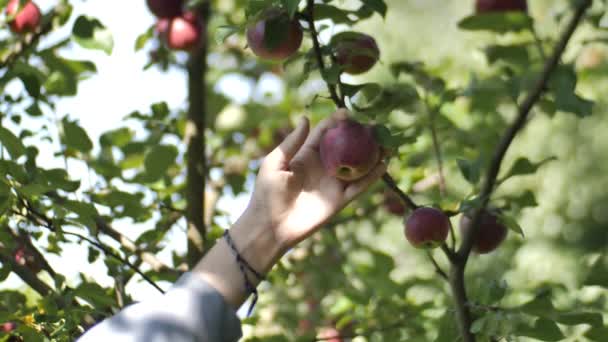 Φθινόπωρο Άνθρωποι Μαζεύουν Μήλα Χέρι Από Κλαδιά Δέντρων Κλαδιά Κουνιούνται — Αρχείο Βίντεο